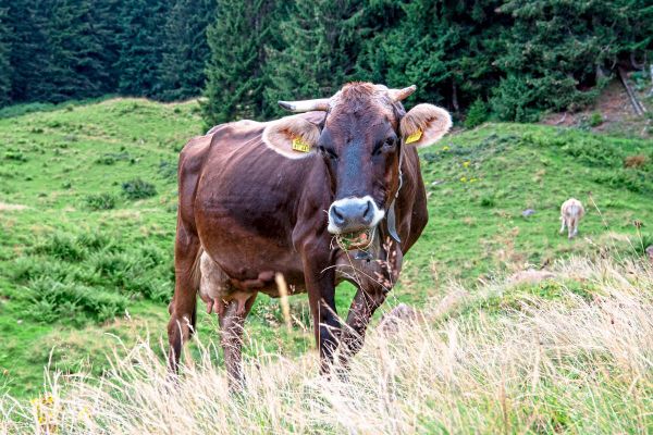 Foto: mago images / Oliver Willikonsk