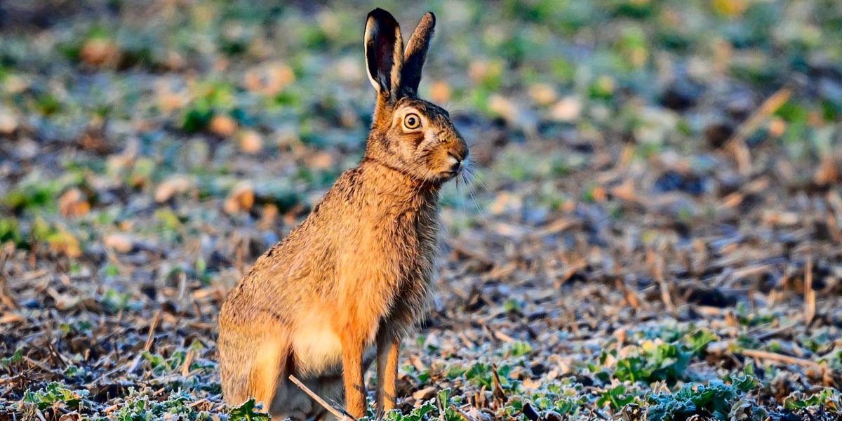 Virus deadly to rabbits arrives in Austria