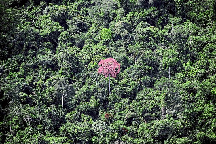 Ein Baum mit rotem Laub vor dichtem grünen Regenwald