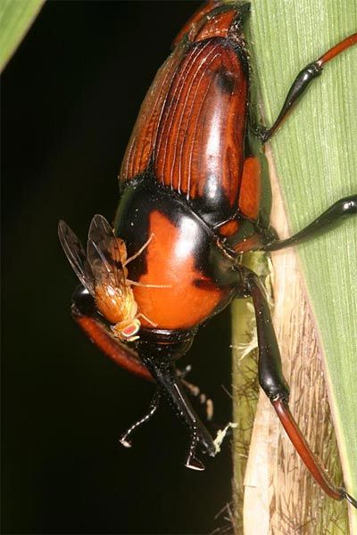 Bohrfliegen lassen Kfer fr sich die Bohrarbeiten verrichten - Natur -  derStandard.at  Wissenschaft