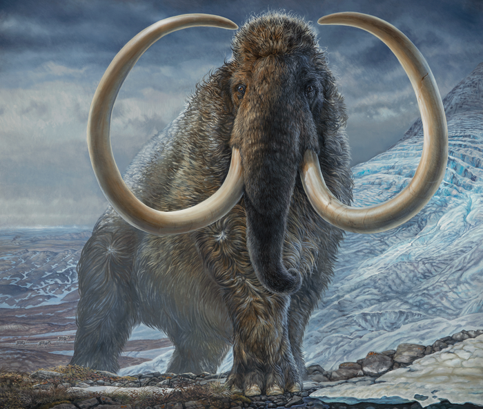 Mammut-Stoßzahn verrät lange Reiseroute - Vimarsana News