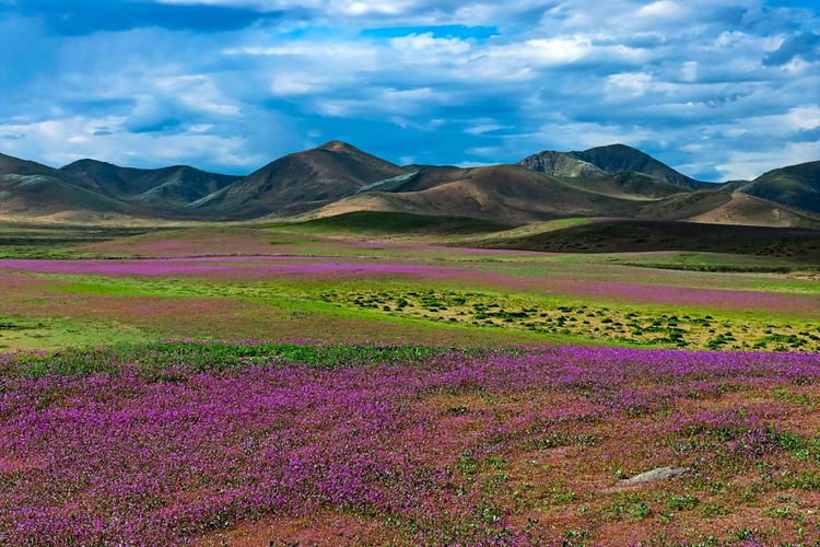 Landschaftsaufnahme mit weiten, rötlich-violetten Blütenfeldern, im Hintergrund Gebirgshügel unter einer Wolkendecke.
