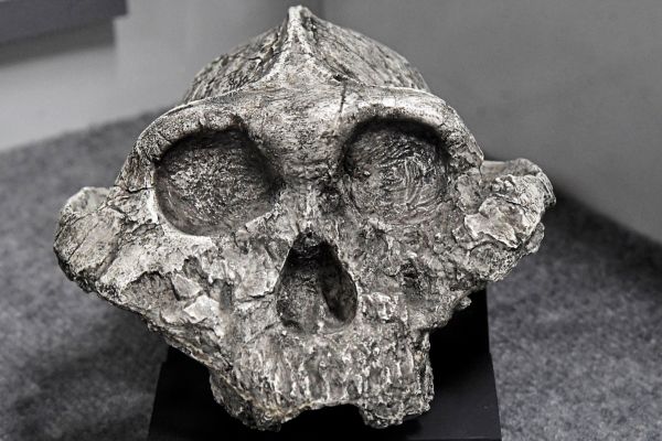 Neuer-Fund-des-menschen-hnlichen-Paranthropus-boisei-gibt-Aufschluss-ber-Werkzeuggebrauch