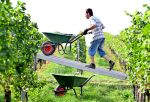 International top, im Inland ein Flop: Winzer zweifeln an der Urteilskraft amtlicher Prüfer