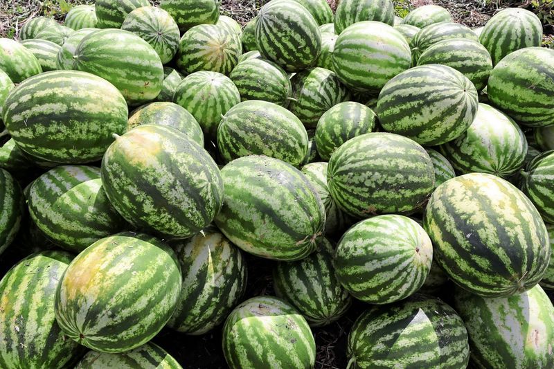 Die Wassermelone ist eine Diva – trotzdem wird sie immer öfter in Österreich angebaut