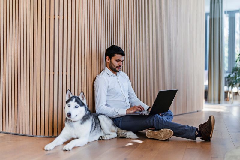 Wie sich Hund und Vollzeitjob nebeneinander ausgehen
