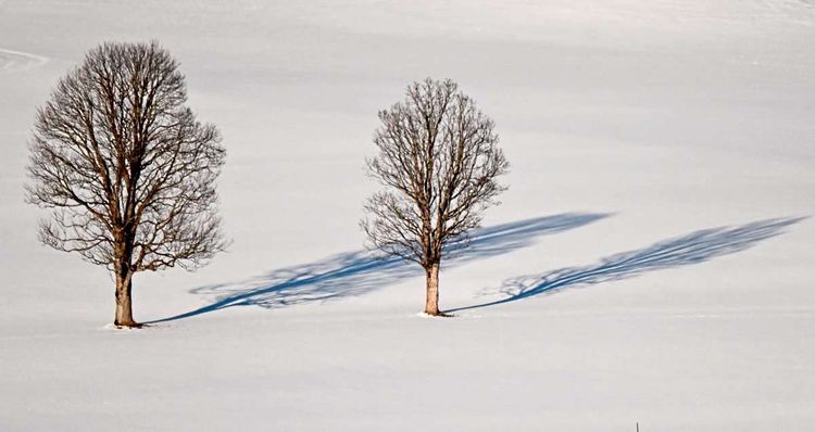 Bäume werfen ihren Schatten auf den Schnee in der Ramsau