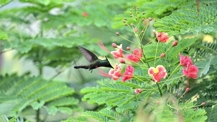 Kolibri saugt im Schwirrflug Nektar
