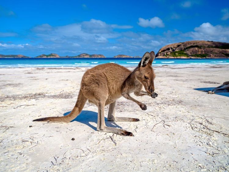 Känguru am Strand von Lucky Bay im Cape Le Grand National Park, Westaustralien