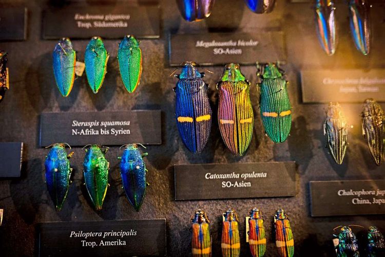 Aufgespießte Insekten mit grün und blau schillernden Panzern in den Vitrinen des Naturhistorischen Museums.