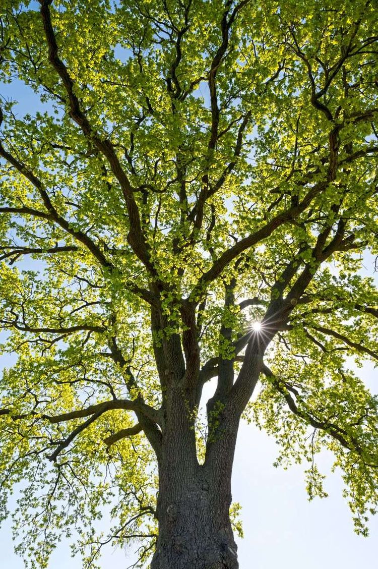 Stieleiche (Quercus robur) im Gegenlicht mit der Sonne