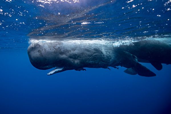 Pottwal-Laute-weisen-verbl-ffende-Parallelen-zur-menschlichen-Sprache-auf