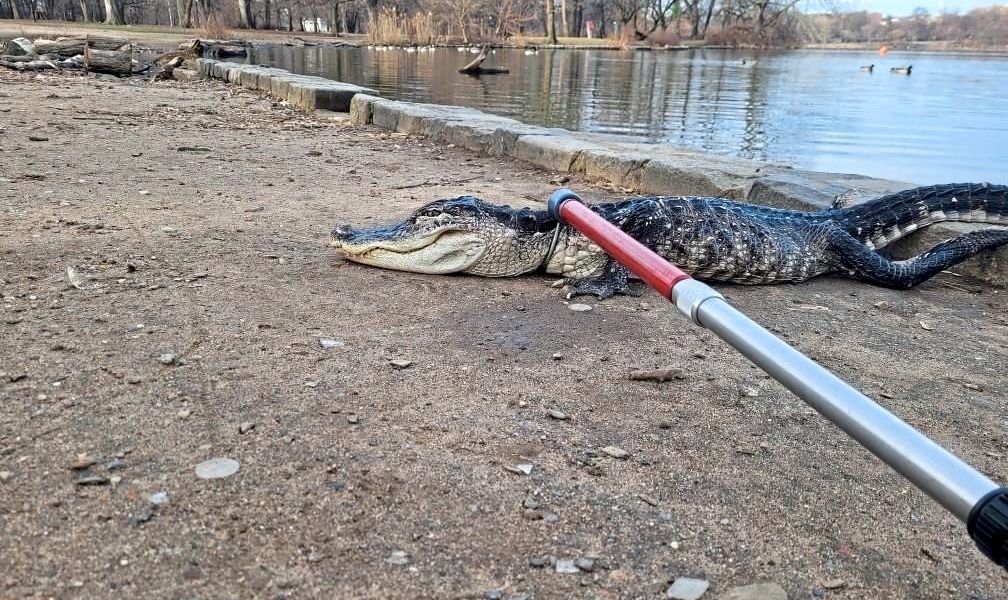 Alligator in New Yorker Park gefangen - International - derStandard.de