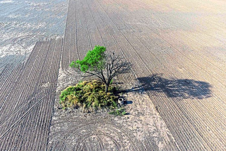 Sojaanbau kann Naturräume zerstören