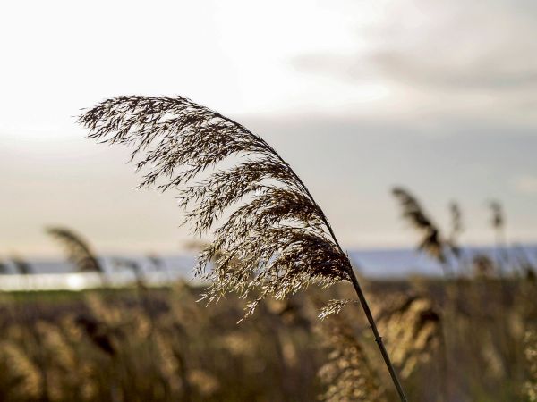 Beh-lter-aus-Wasserpflanzen-sollen-Plastikschalen-abl-sen