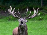 Zombie-Hirsch-Krankheit könnte womöglich doch auf Menschen überspringen 6873850d 7052 4bc2 8c10 2a617a90e2e6
