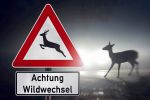 Wildunfall auf Straße