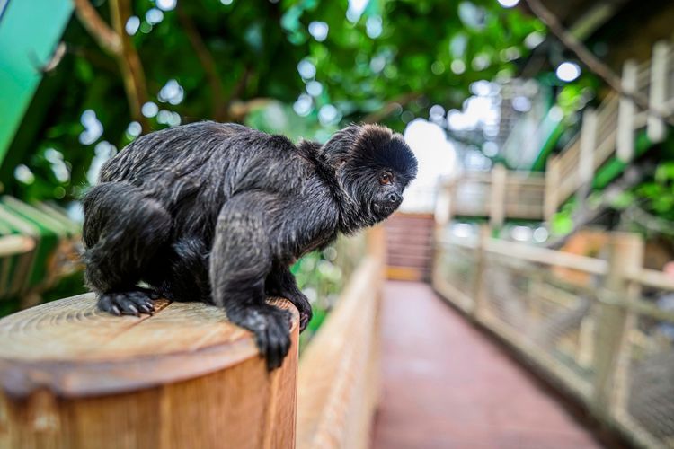Ein kleiner schwarzer Affe (Callimico goeldii) sitzt auf einem hölzernen Geländer in einem tropischen Gewächshaus. Im Hintergrund sind unscharf Pflanzen und Wege zu sehen.