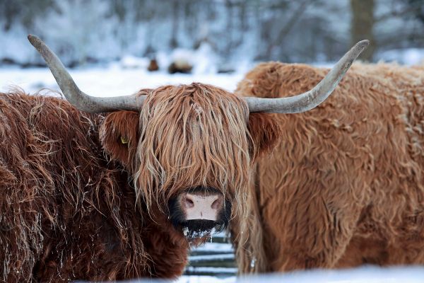 Nach-Tiktok-Hype-Hochlandrinder-m-ssen-Weide-verlassen