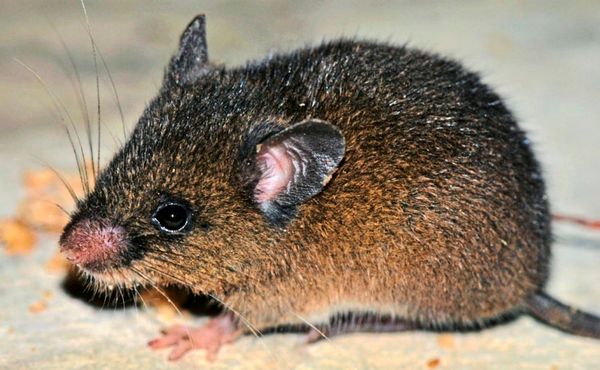 Hantavirus-Fallzahlen-in-sterreich-in-vergangenen-Jahren-schwankend