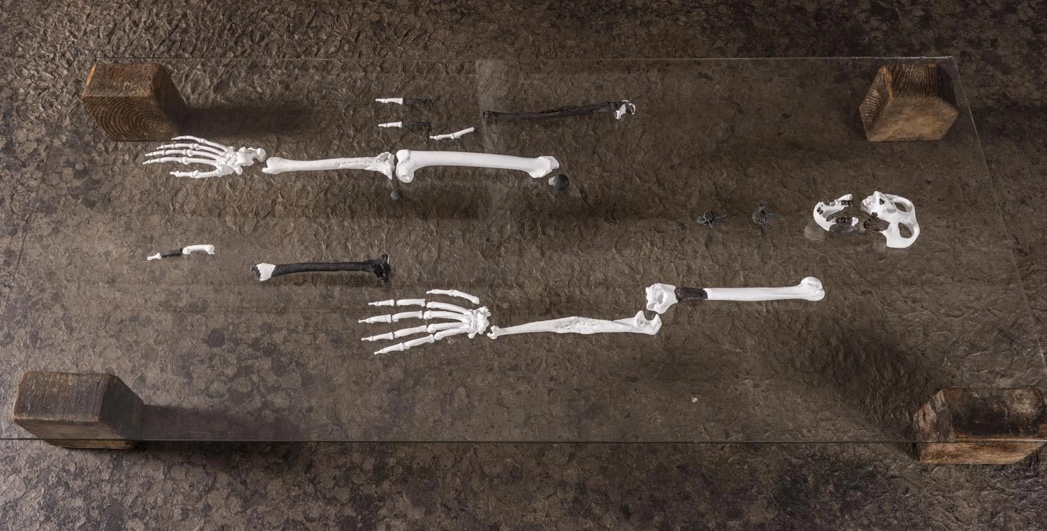 Ältester aufrecht gehender Primat kommt ins Museum Paläontologie