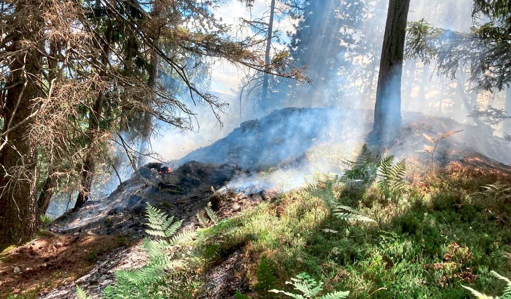 Löscharbeiten bei Waldbrand in Niederösterreich dauern an - Vimarsana News
