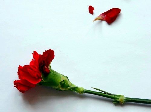 Kann sich die Sozialdemokratie noch retten?