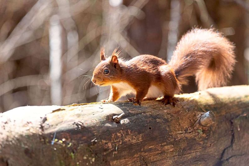 Eichhörnchen an Bord – Zugfahrt in England abgebrochen