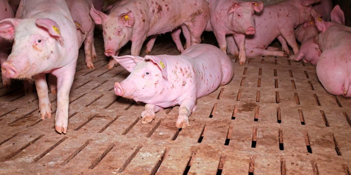 Schweinestall als Blackbox: Neuer Anlauf für mehr Transparenz