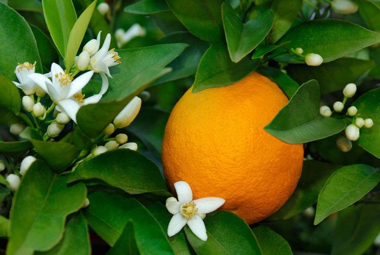 Nahaufnahme einer Orange in ihrem Baum zwischen Blättern und Blüten.