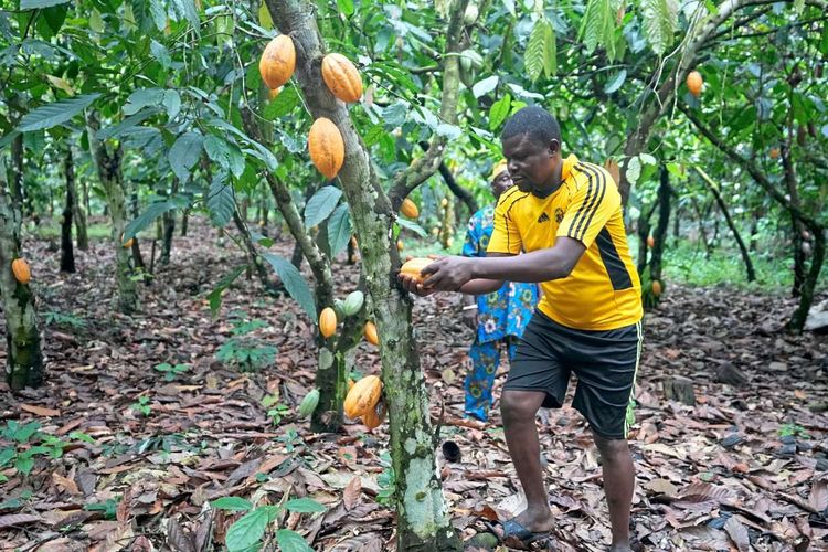 Kakaobauer in sportlicher Kleidung nimmt eine gelbe Kakaofrucht vom Baum, der Boden der Plantage ist mit herabgefallenen Blättern bedeckt.