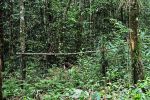 Eingestürzte Hängebrücke: Zwei Österreicher in Indonesien verunglückt