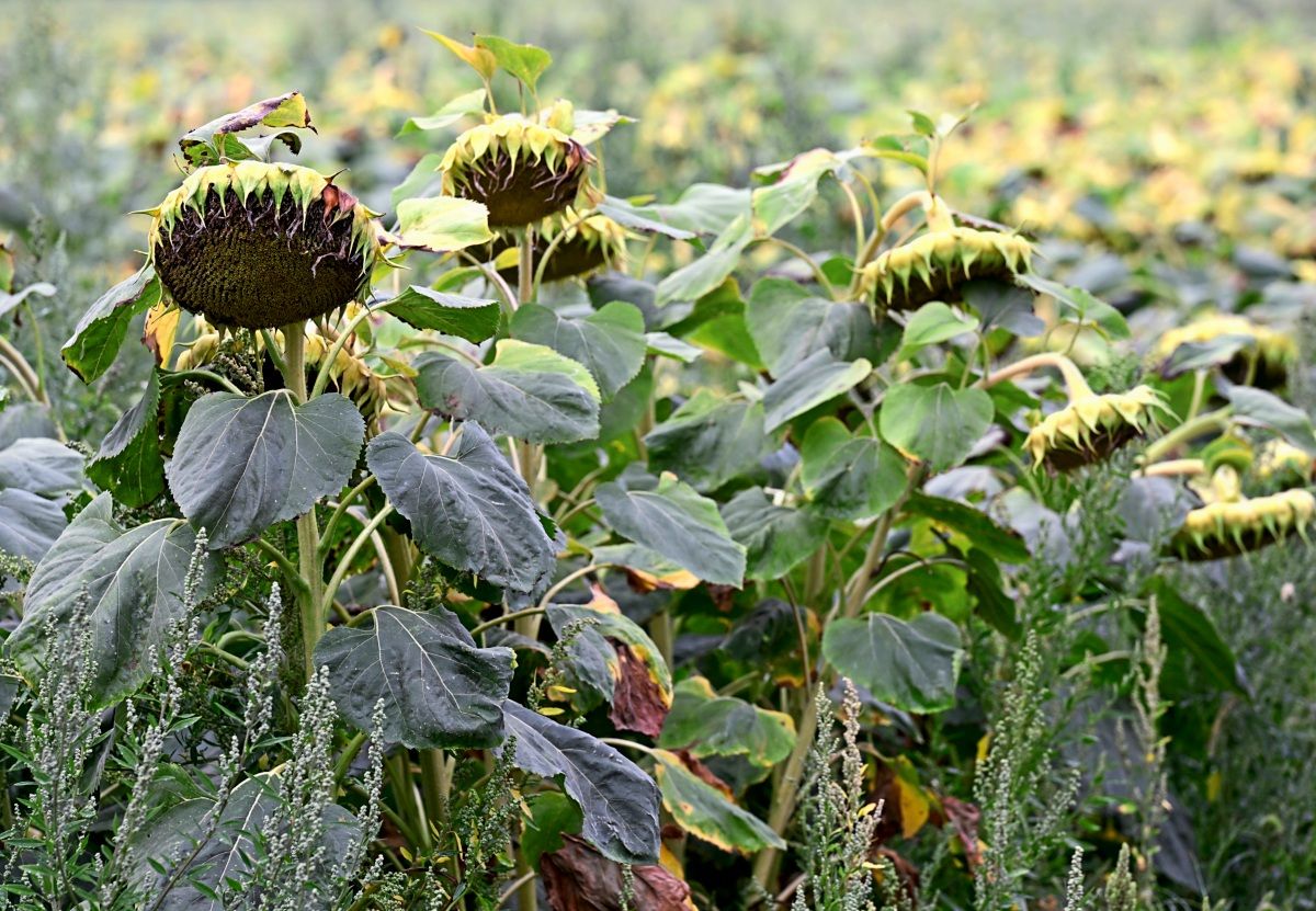 wie wird der sommer 2025
