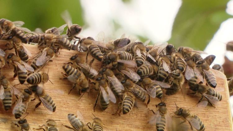 Ein Carnica-Bienenschwarm.