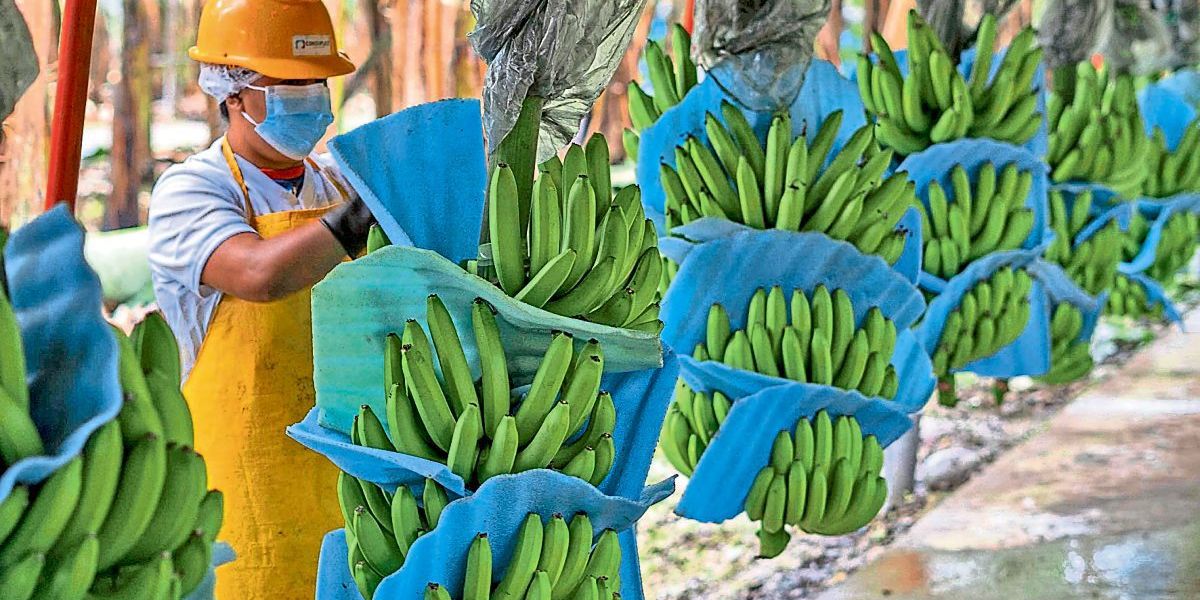 Nichts für schwache Nerven: Wie Bananenbauern gegen die Krise kämpfen