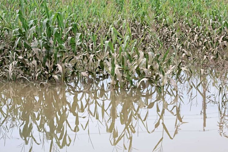 Ein überflutetes Maisfeld. 