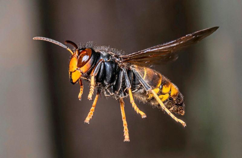 Riesige Nester von invasiver Hornissen-Art bei Köln entdeckt