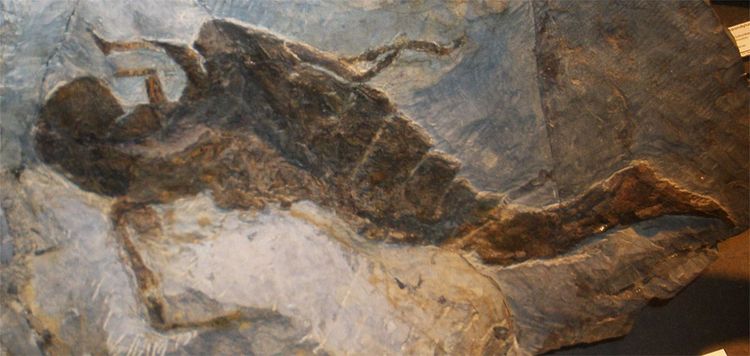 Jaekelopterus, Seeskorpion, Fossil