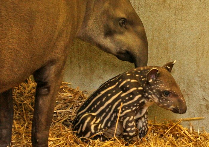 Tapiren Nachwuchs bei den Tapiren im Salzburger Zoo - Gesellschaft ...