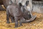 Eine Woche altes Nashornbaby im Zoo Schmiding verstorben 0541c20e 3709 4d1d afff 9579893af4d3