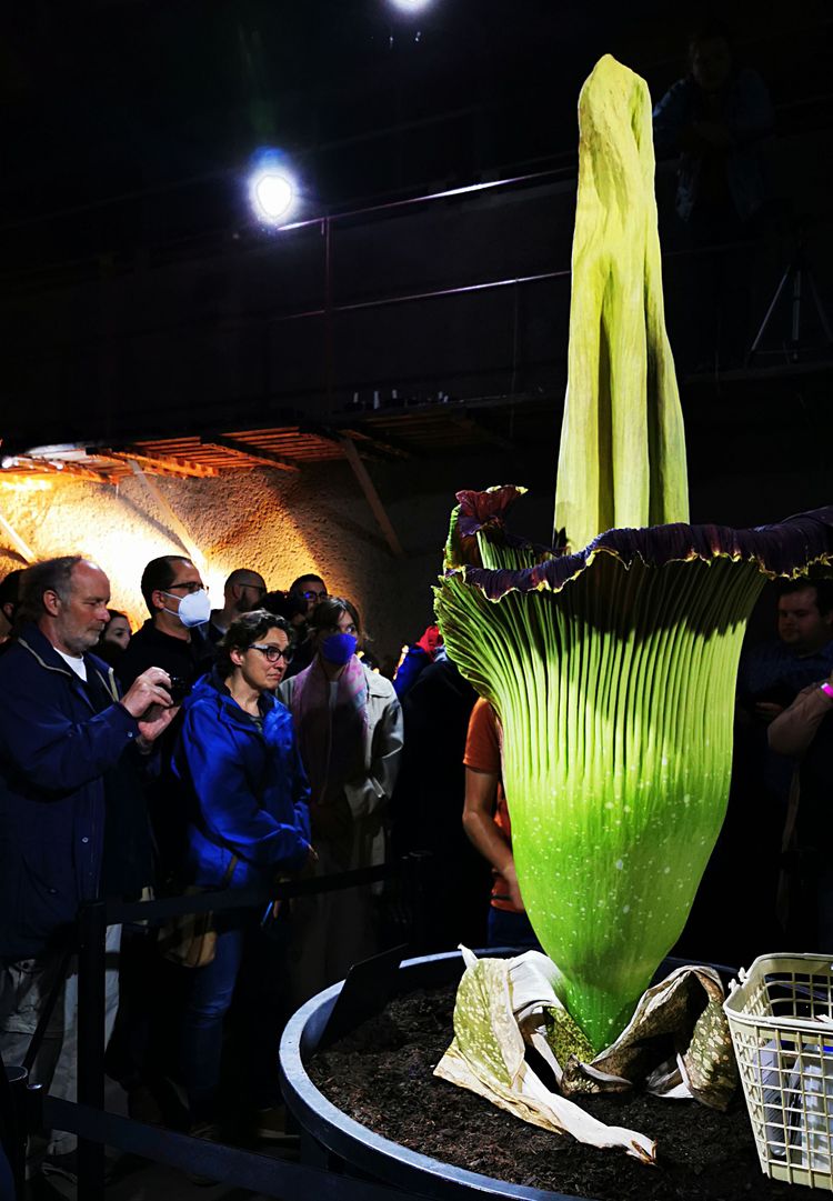Die Titanwurz hat eine größten Blüten der Welt. Und sie stinkt unglaublich.