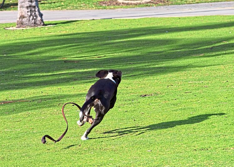Ein schwarz-weißer Hund hat sich mitsamt Leine losgerissen und läuft über eine Wiese davon
