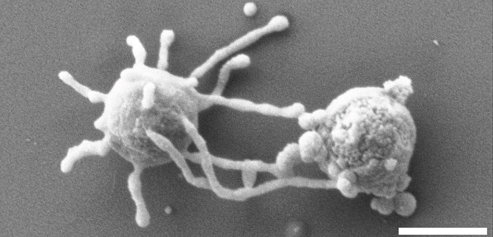 Tentakelwesen aus Asgard in Wiener Forschungslabor gezüchtet Natur