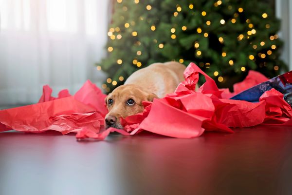 Kuriose-Feiertagsgeschichten-aus-der-Community-Erz-hlt-davon-