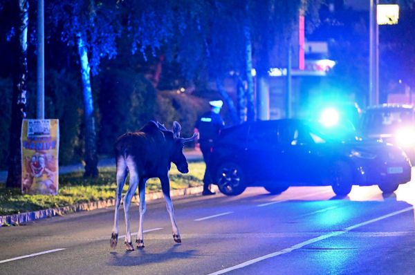 Wildunfall-in-sterreich-Was-Autofahrer-rechtlich-wissen-m-ssen