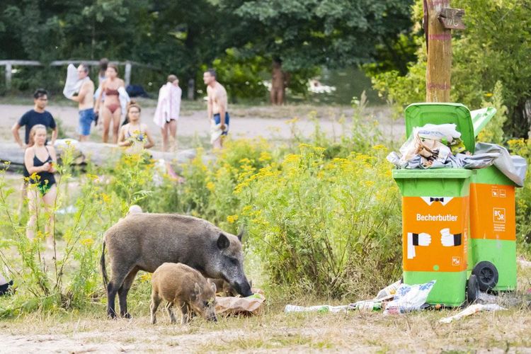 Wildschweine in Berlin