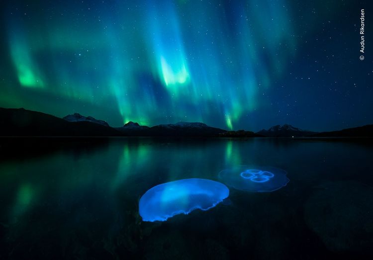 Aurora Jellies von Audun Rikardsen, Norwegen