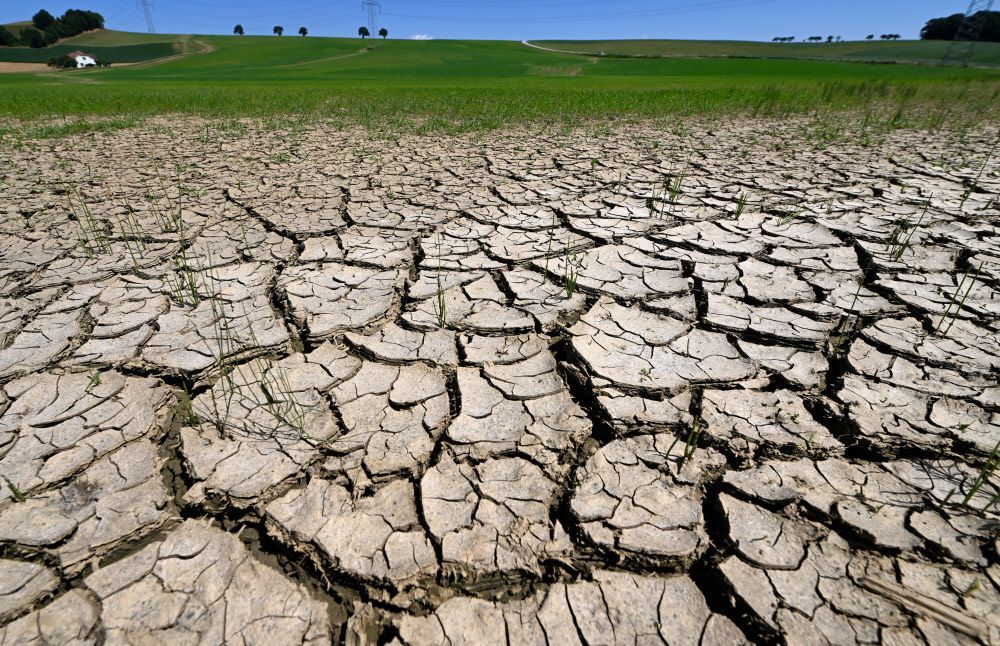 Regen Zur Erntezeit Diese Ernte Katastrophe Droht Im Osnabrücker Land - 42nfq99