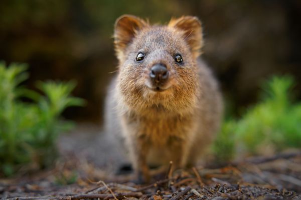 Australiens-herzige-Selfie-Stars-Zu-Gast-bei-den-l-chelnden-Quokkas