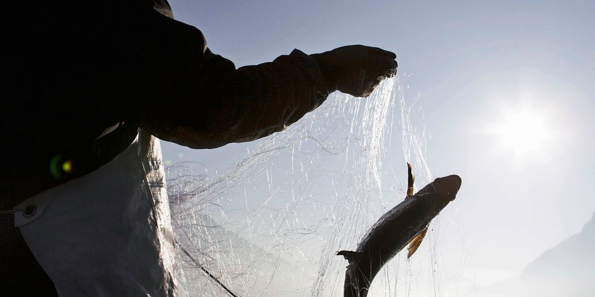 Fischbestand des Mondsees rein über Wasserproben bestimmt